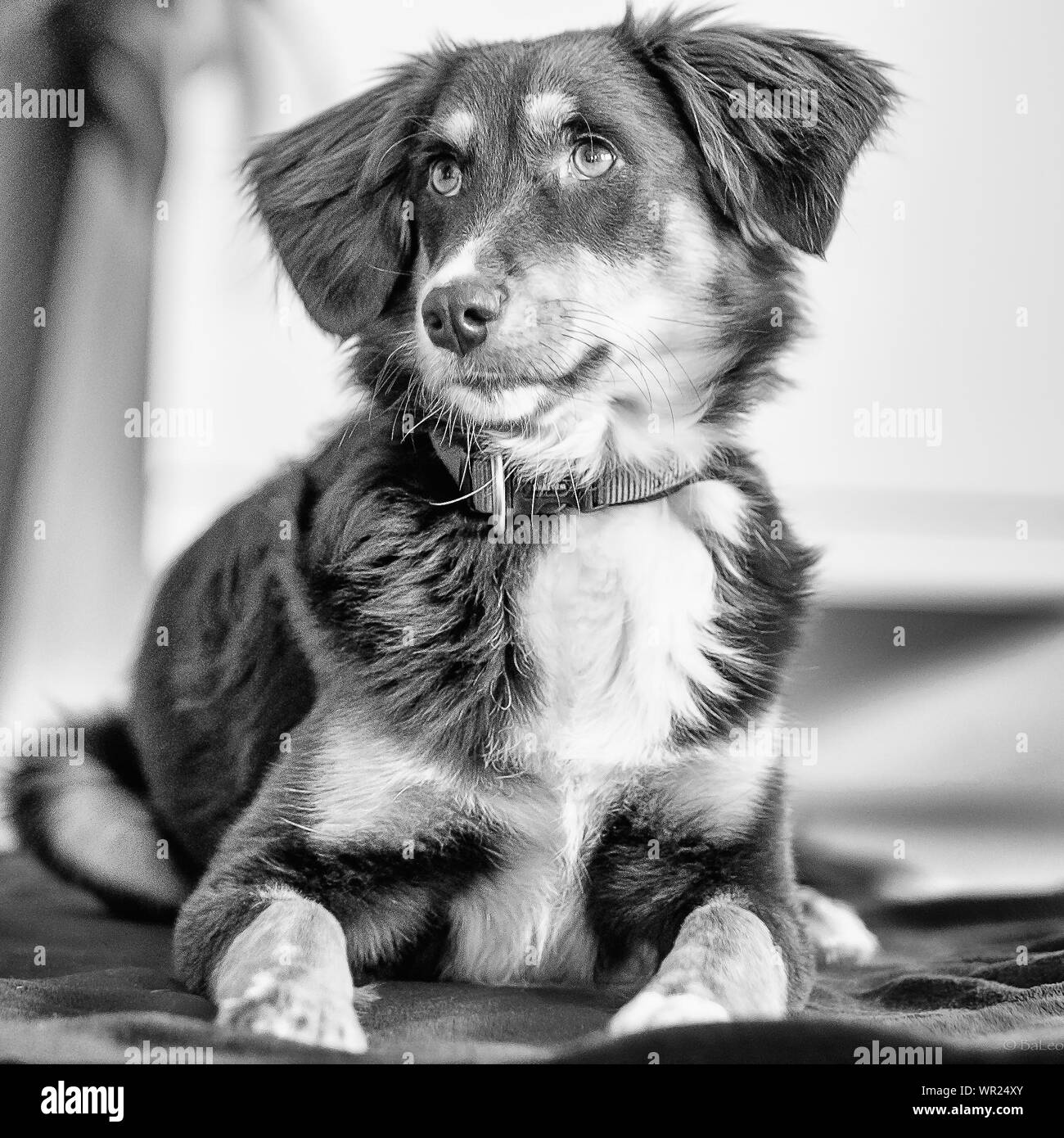 Closeup Portrait Of Dog Sitting Stock Photo Alamy