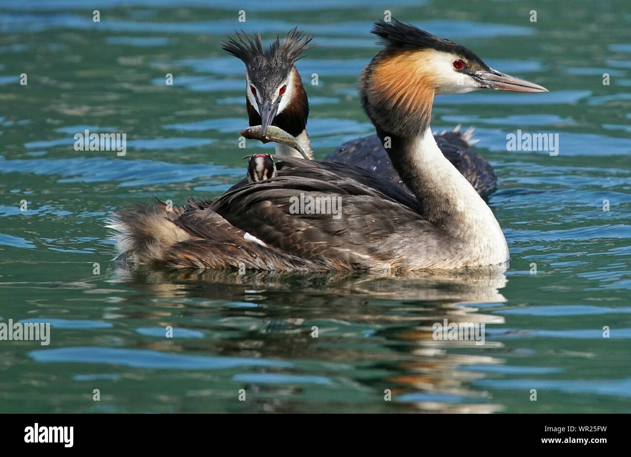 Great Crested Grebes Swimming In Lake Stock Photo