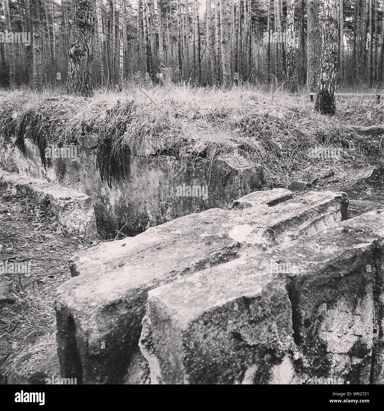 Forest trenches hi-res stock photography and images - Alamy