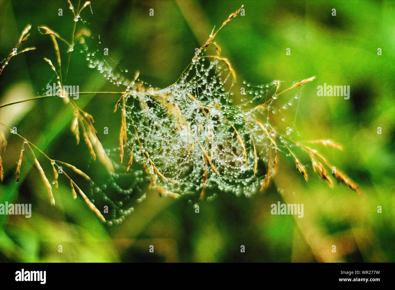 Tangles Spiderweb Covered With Moist Stock Photo