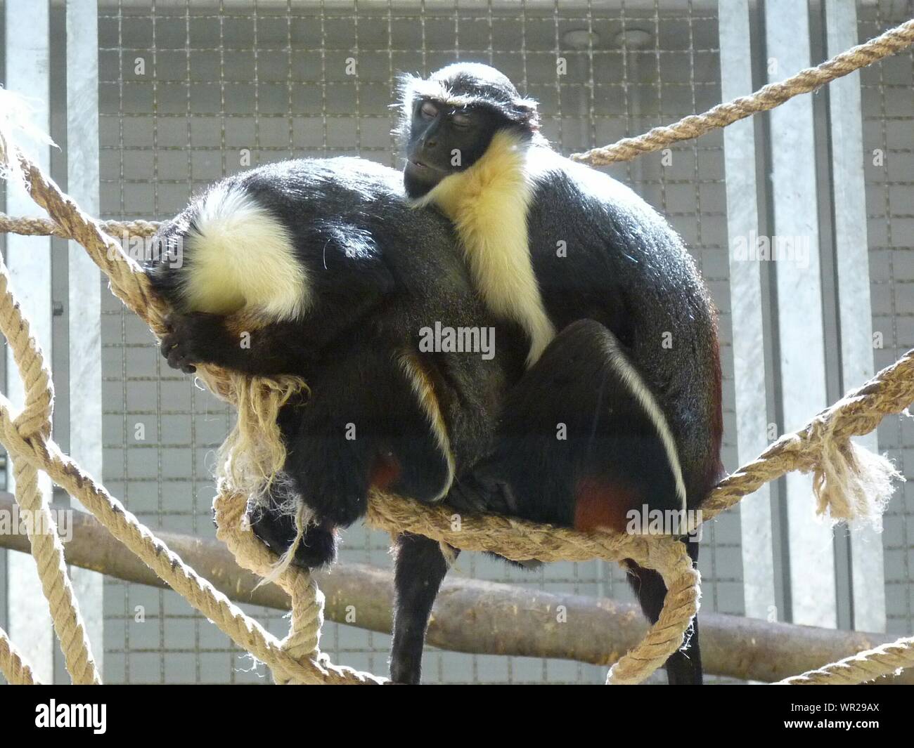 Sleep On Rope Sleeping Lemur High Resolution Stock Photography and Images - Alamy