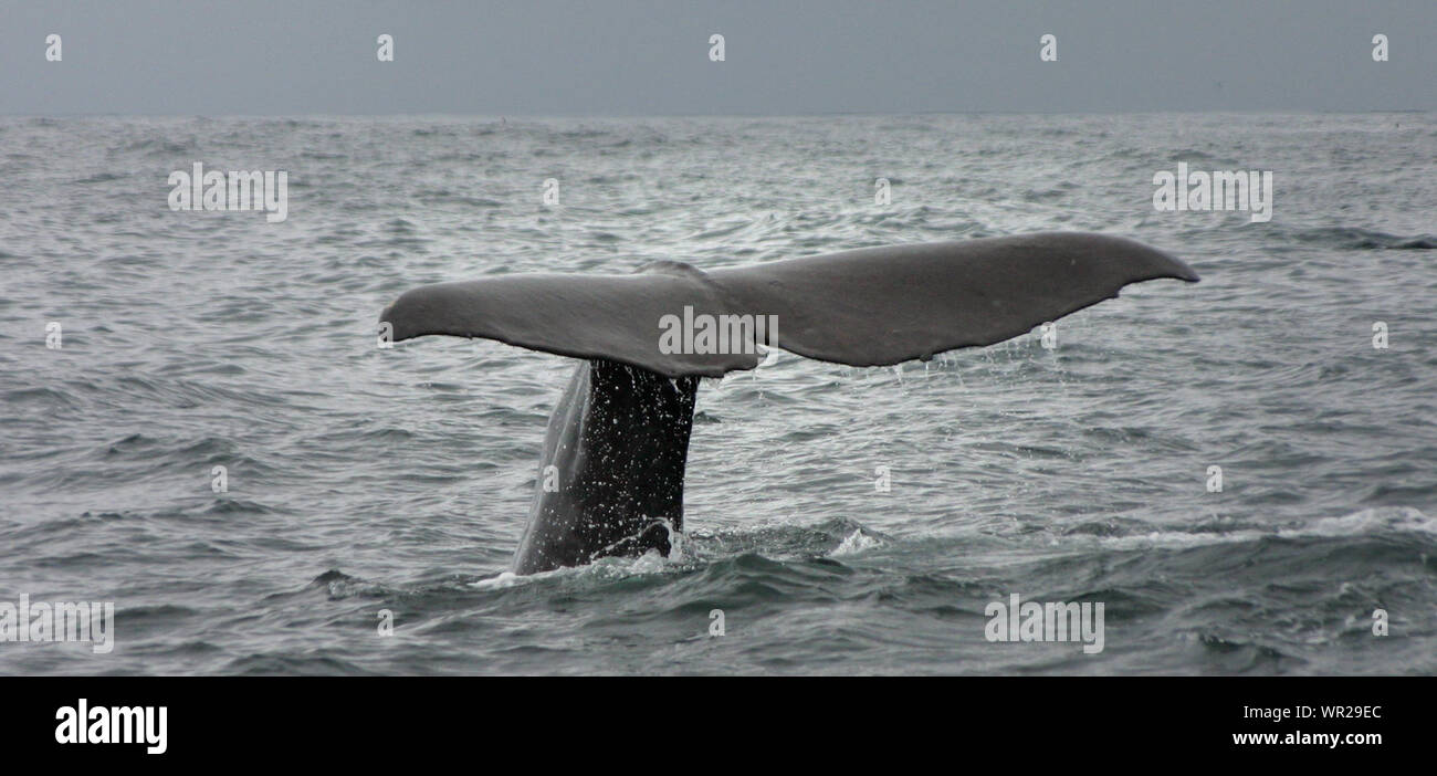 Tail Of Sperm Whale While Swimming On Sea Stock Photo 272343972