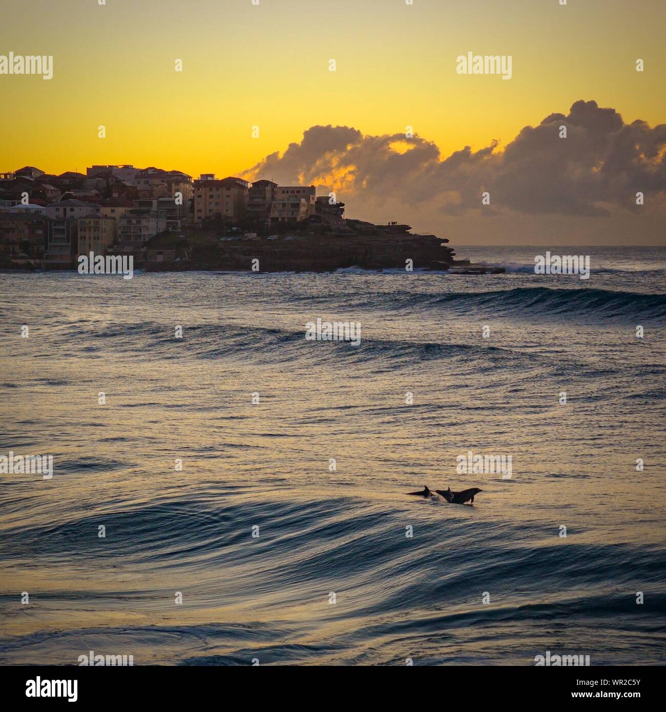 Dolphin Diving Into Water Buildings Against Sunset Sky Stock Photo