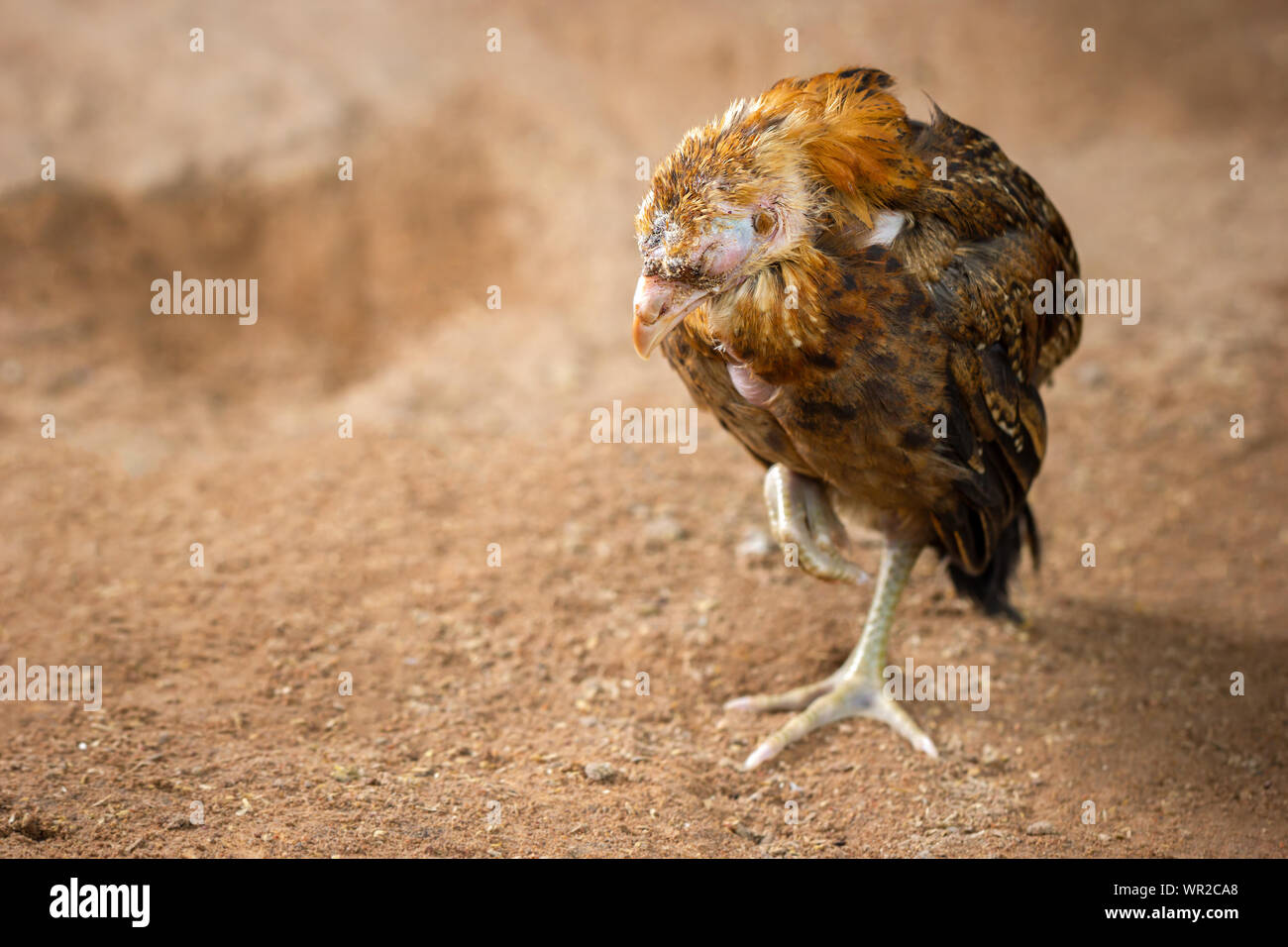 Sick chicken animal hires stock photography and images Alamy