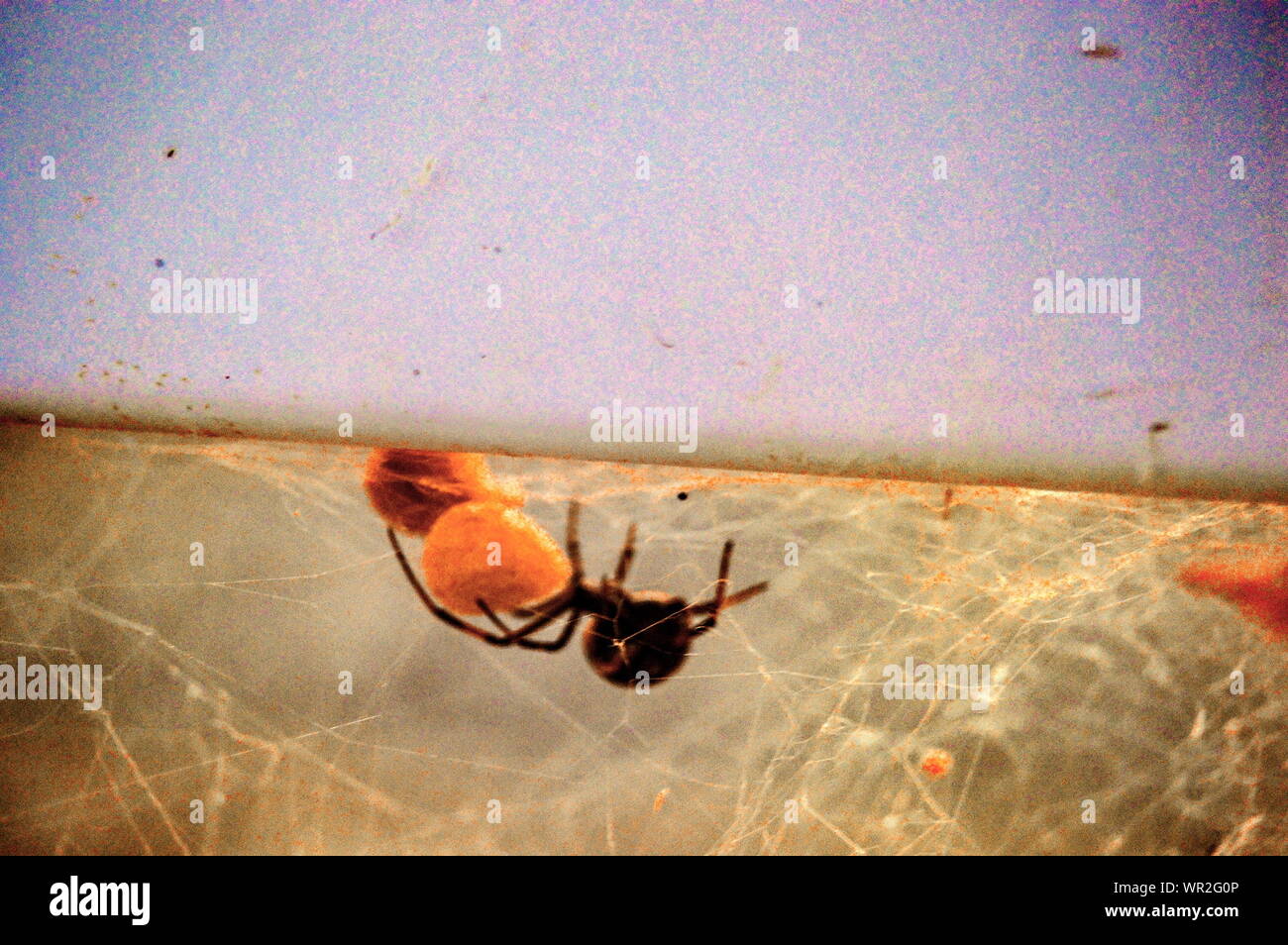 Spider with egg hires stock photography and images Alamy