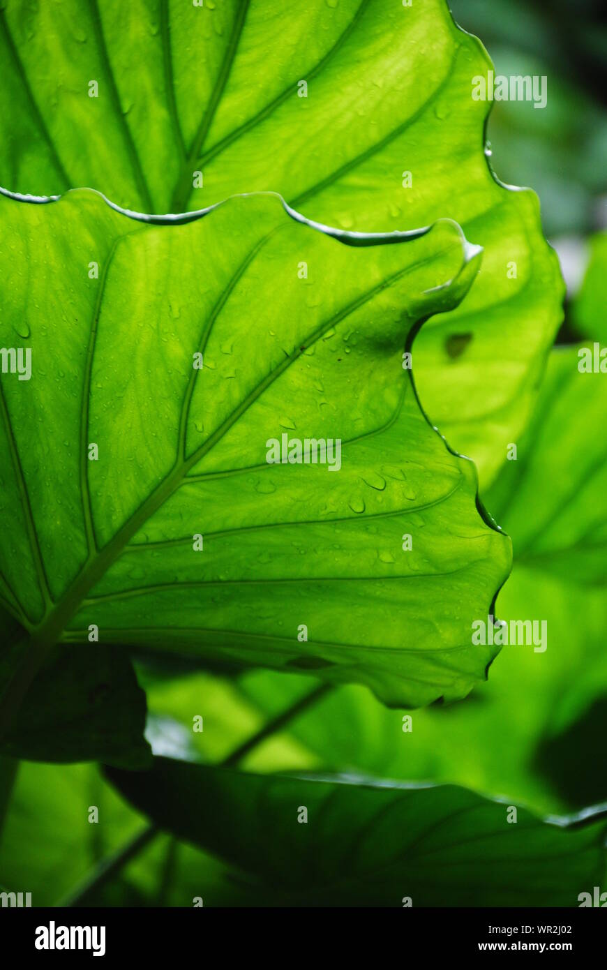 Close up of big lush green jungle leaves in the rain forest of Kauai, Hawaii, USA, with rain drops on them Stock Photo