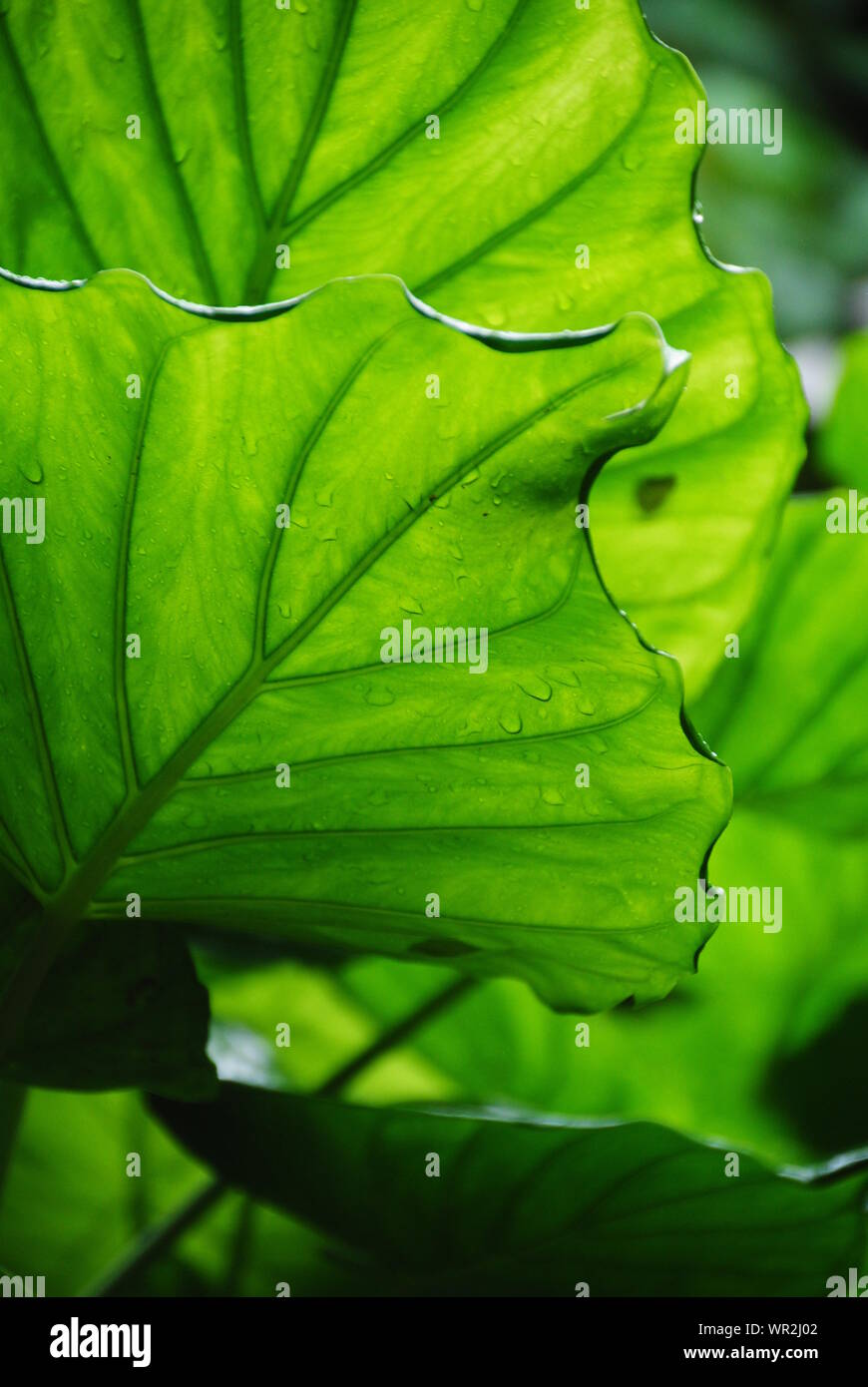 Jungle leaves hi-res stock photography and images - Alamy