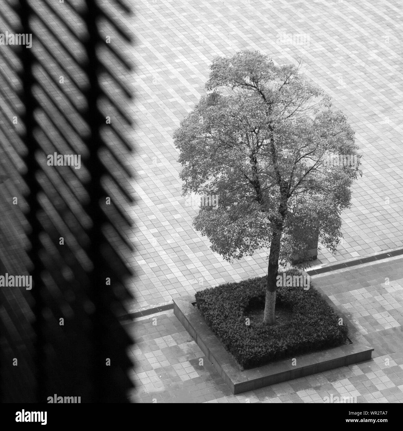 An Urban View Of A Tree From Window Stock Photo
