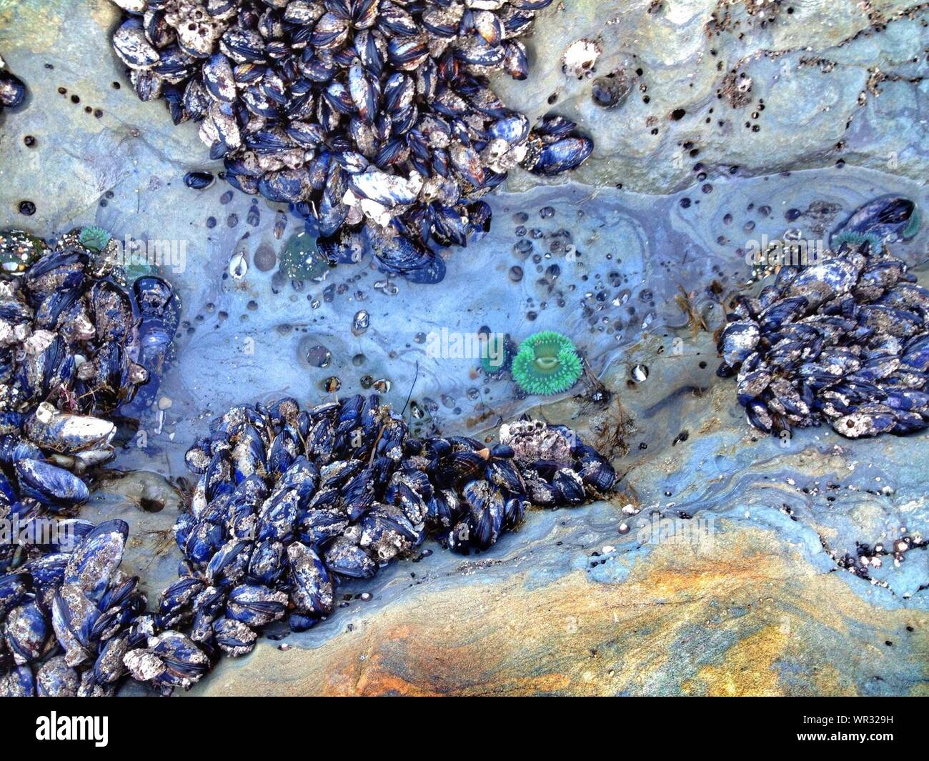 Directly Above View Of Mussels On Rock At Devils Punch Bowl State Natural Area Stock Photo