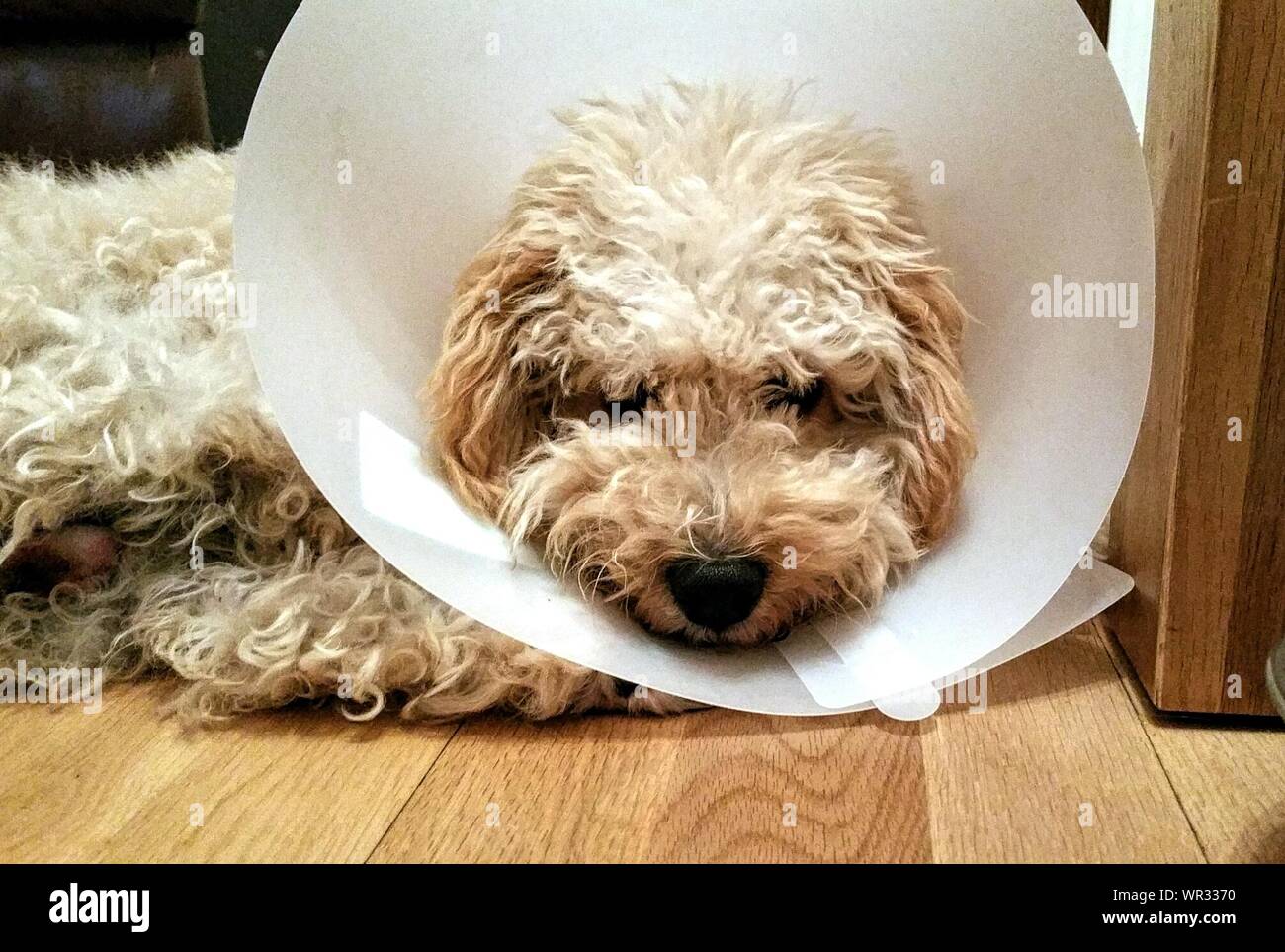 Dog with cone hires stock photography and images Alamy