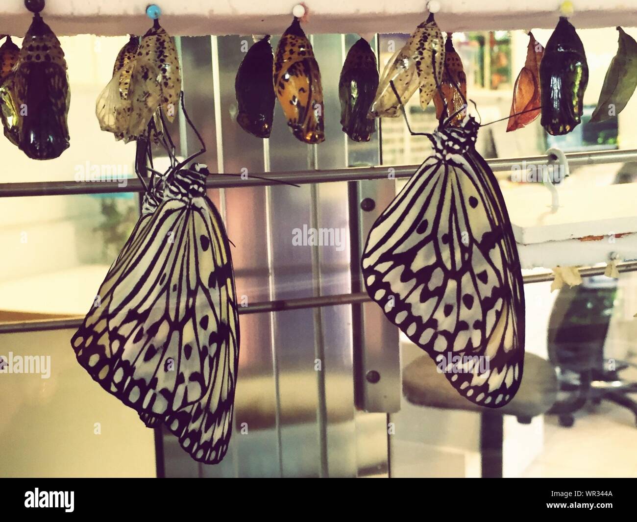 Hatching butterflies hires stock photography and images Alamy