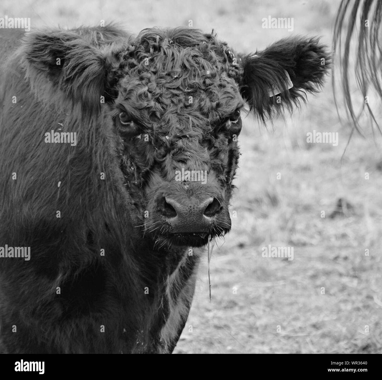 Angry Cow