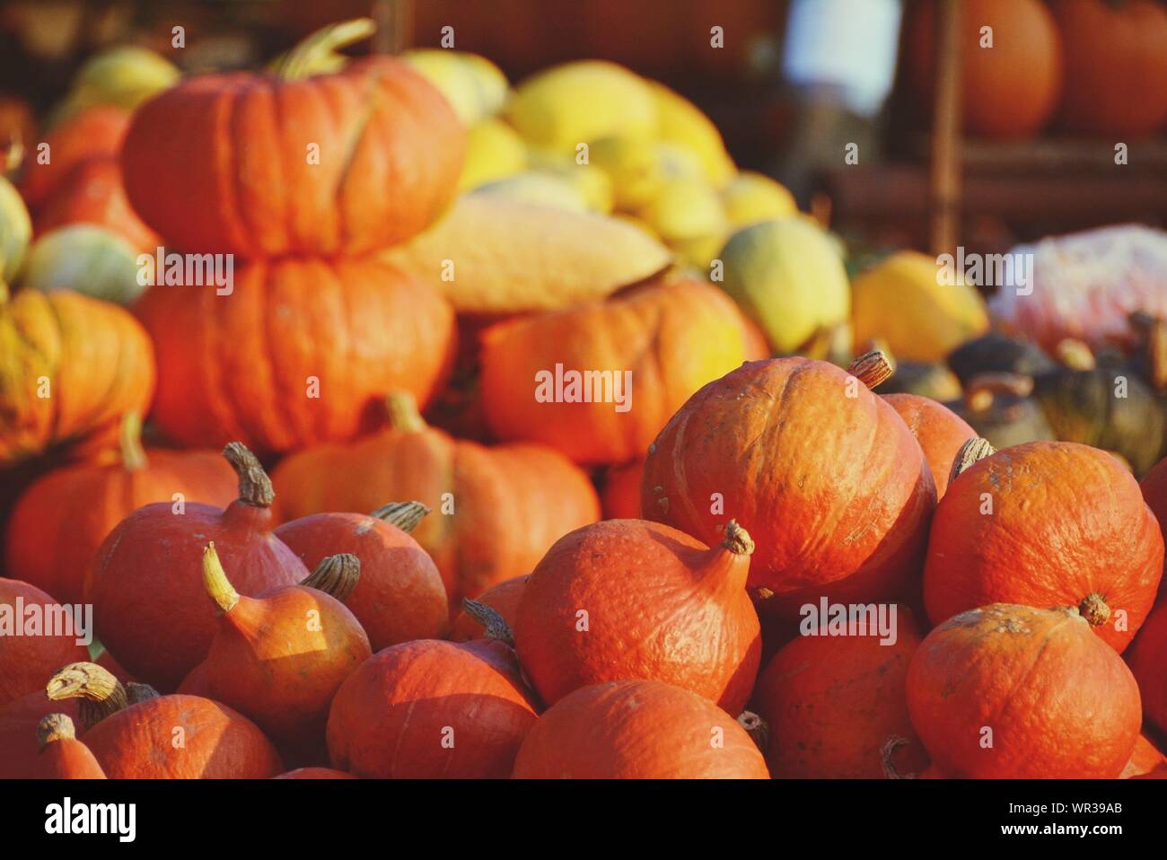 Heaps Of Pumpkins For Sale Stock Photo