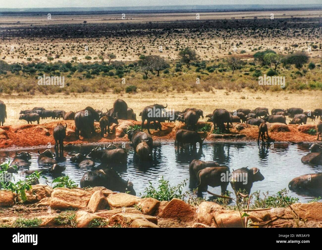 Buffaloes At Masai Mara National Reserve Stock Photo