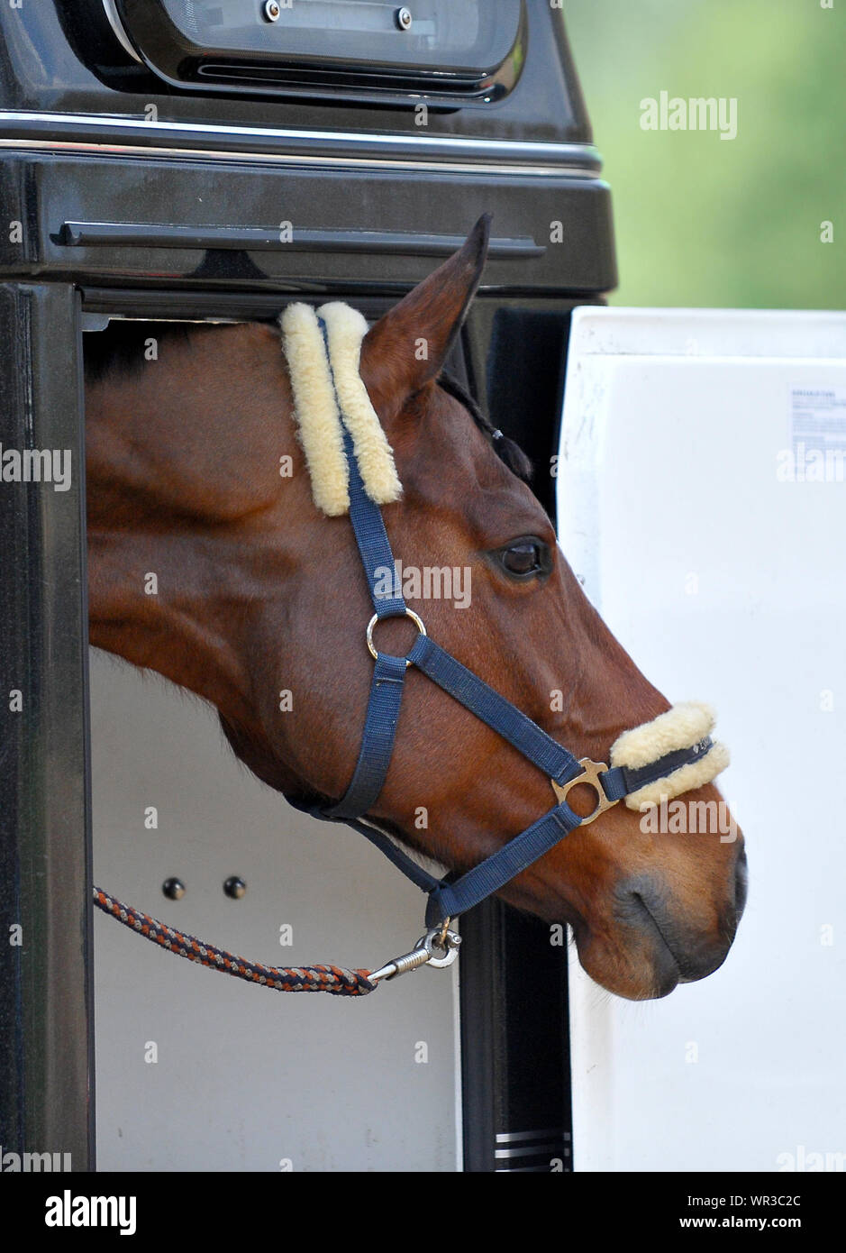 Close Up Of Horse In Trailer Stock Photo Alamy