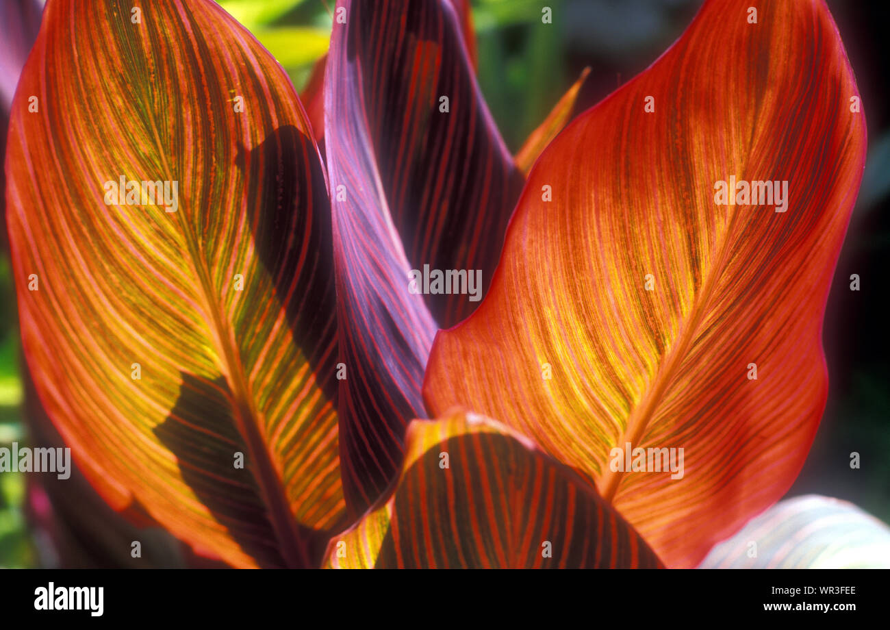 COLOURFUL LEAVES OF A CANNA PLANT Stock Photo