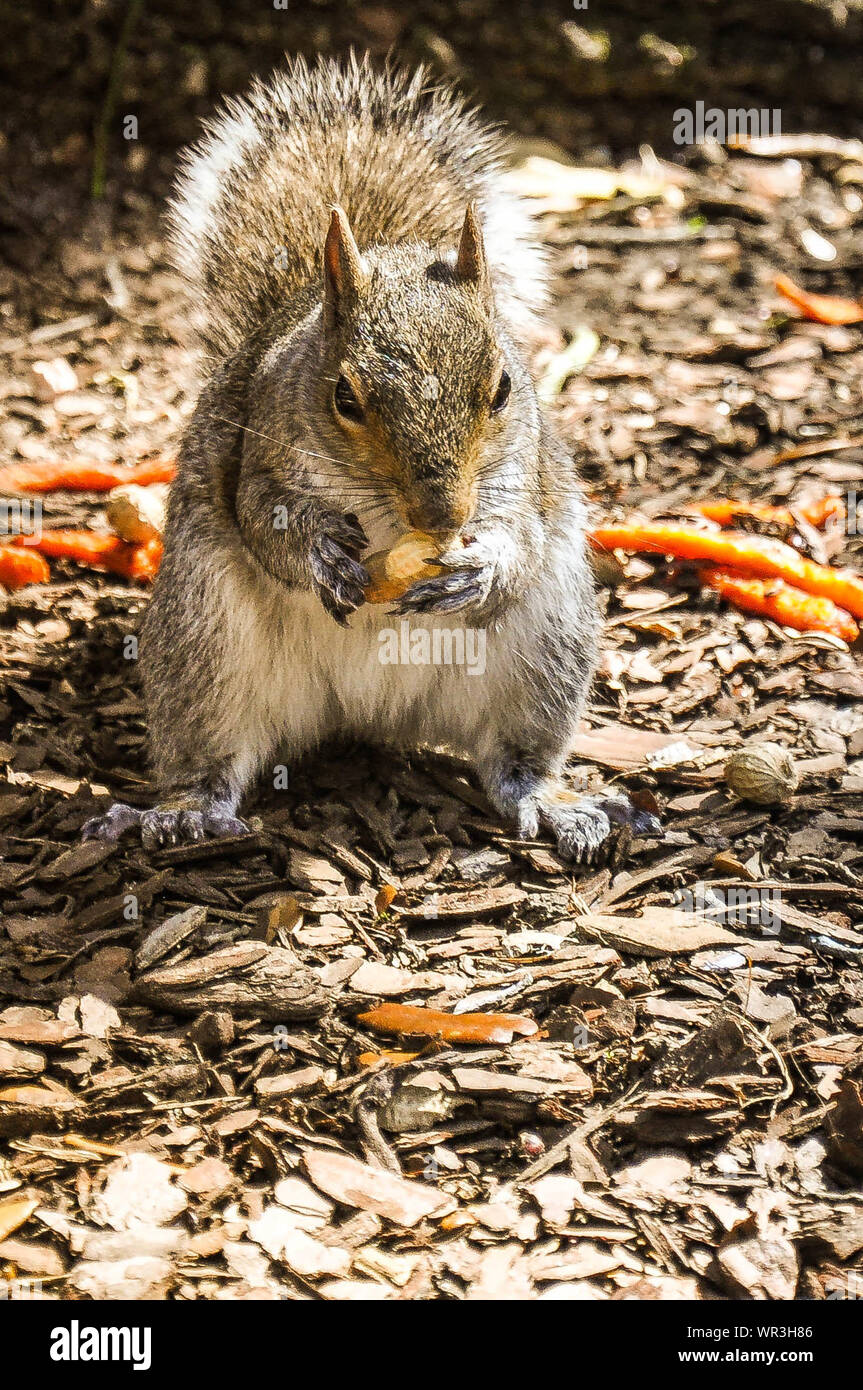 Squirrel Eating Peanut On Field Stock Photo Alamy