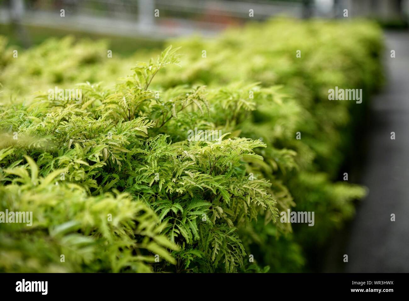 Green growing plants hi-res stock photography and images - Alamy
