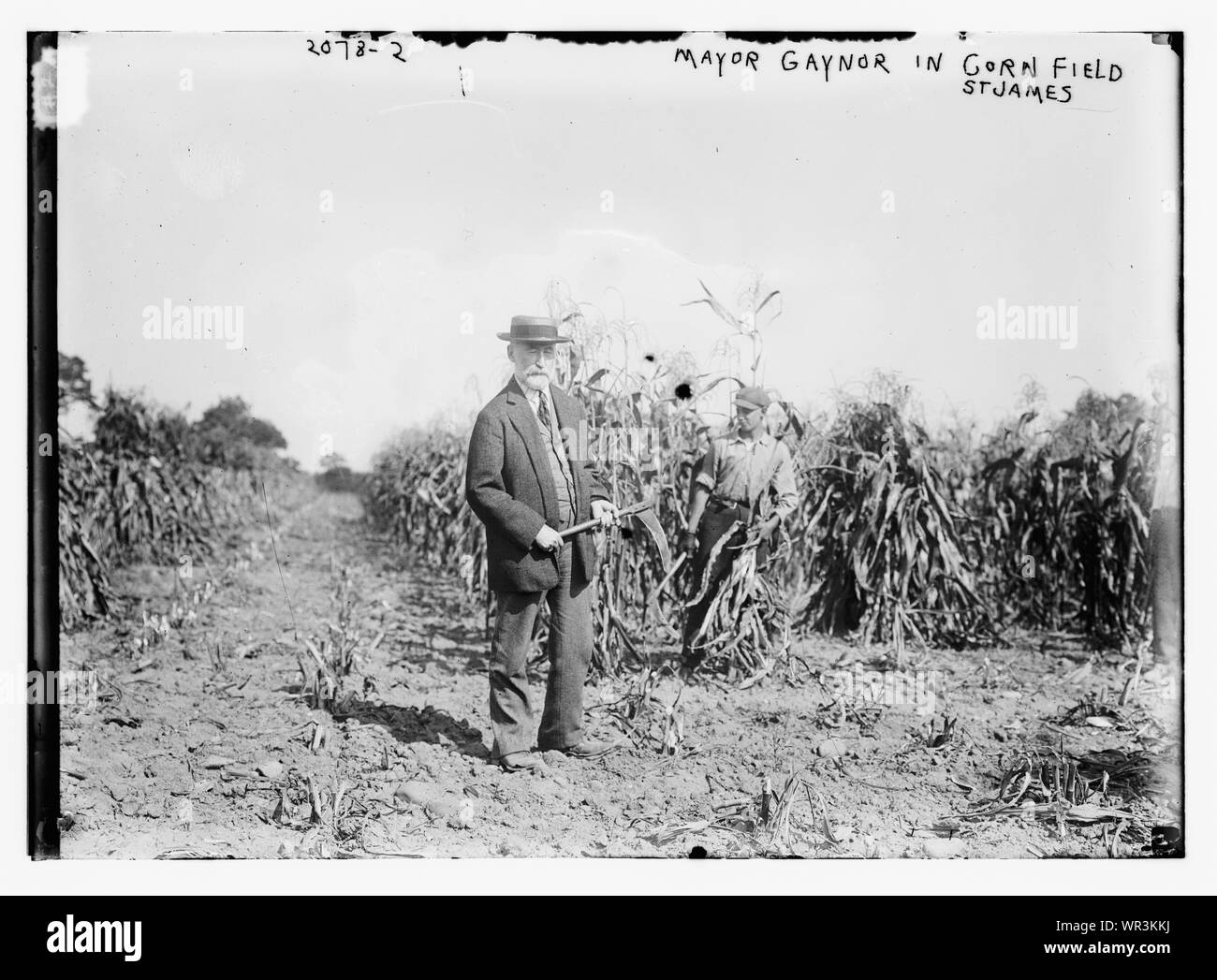 Mayor Gaynor in cornfield St. James Stock Photo