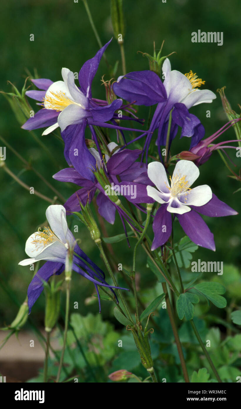Aquilegia Hybrida Stock Photos Aquilegia Hybrida Stock - 