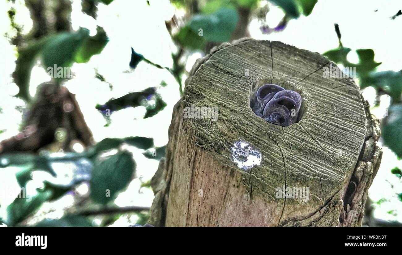 Close-up Of Tree Stump With Jelly Ear Stock Photo