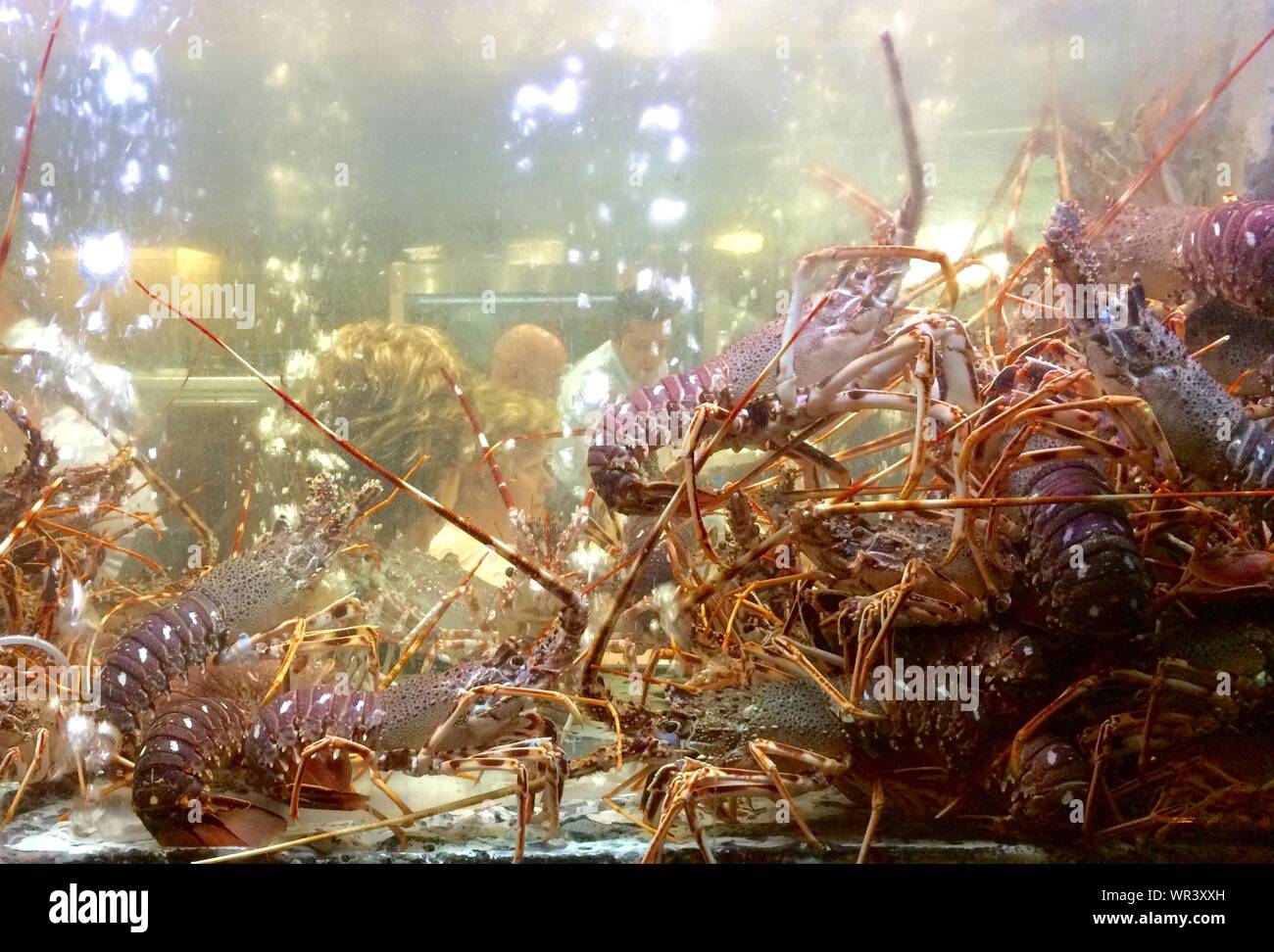 Lobster fish tank hires stock photography and images Alamy