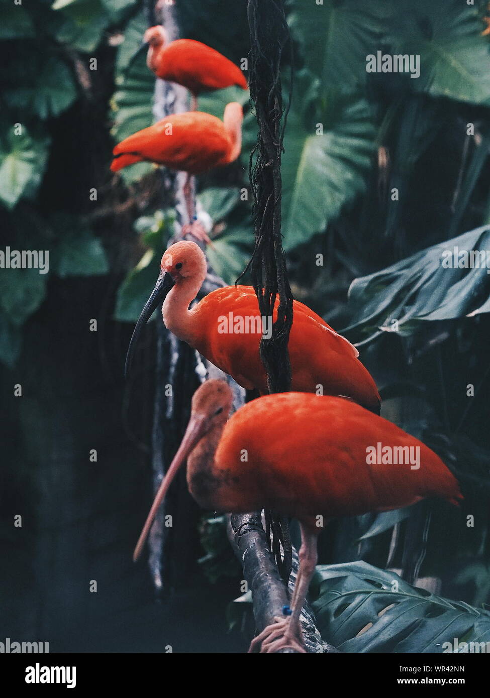 Close-up Of Red Ibis Perching Amidst Plants On Wood Stock Photo