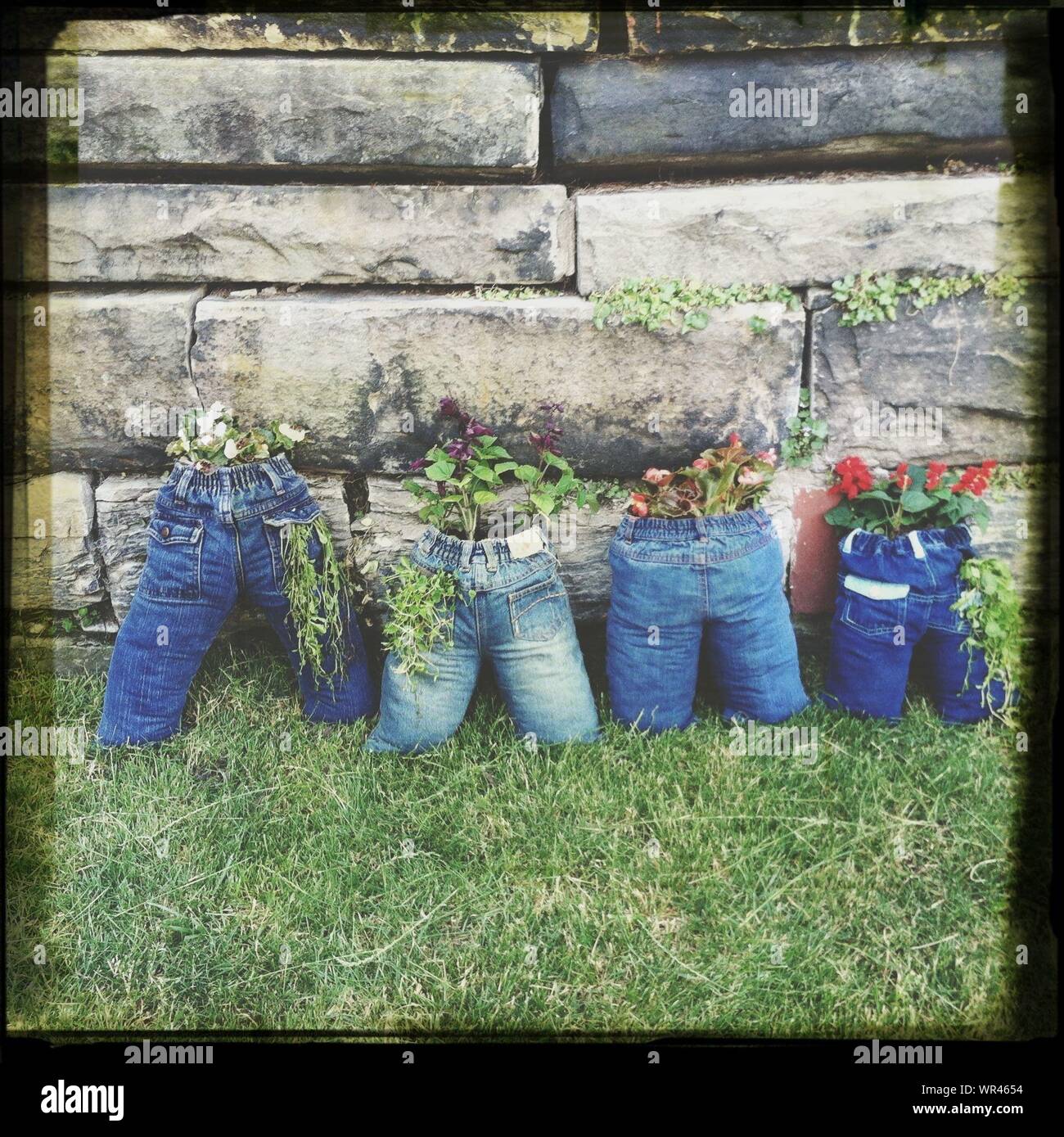 Denims Used For Growing Plants In Yard Stock Photo