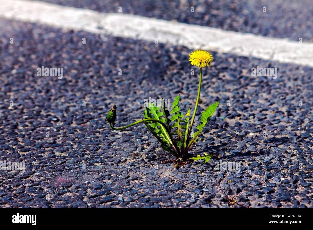 Breaking asphalt hi-res stock photography and images - Alamy