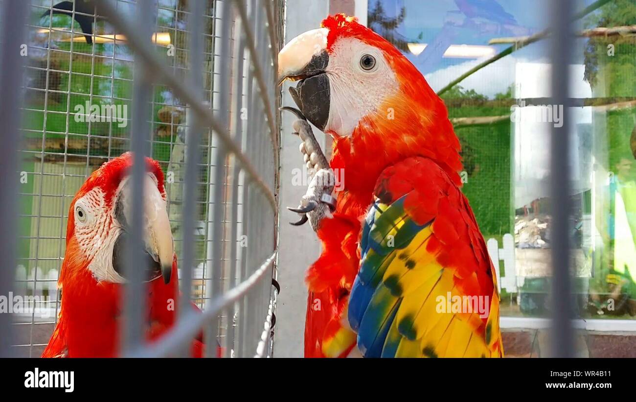 Image showcasing Large bird (macaw size) parrot cage - Bird Cages - Facebook