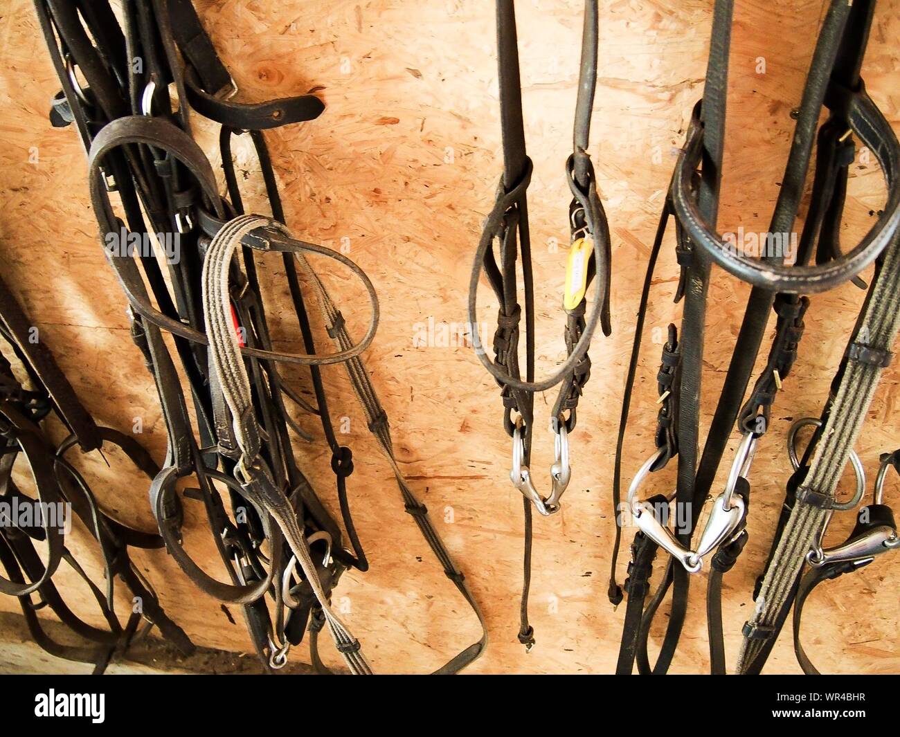 Leather Harness High Resolution Stock Photography and Images - Alamy