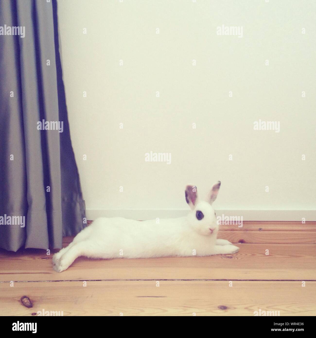 Rabbit on the floor hires stock photography and images Alamy