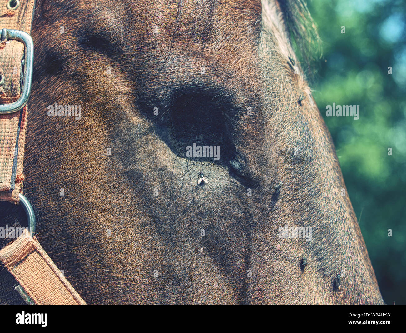 Blind eye horse hires stock photography and images Alamy