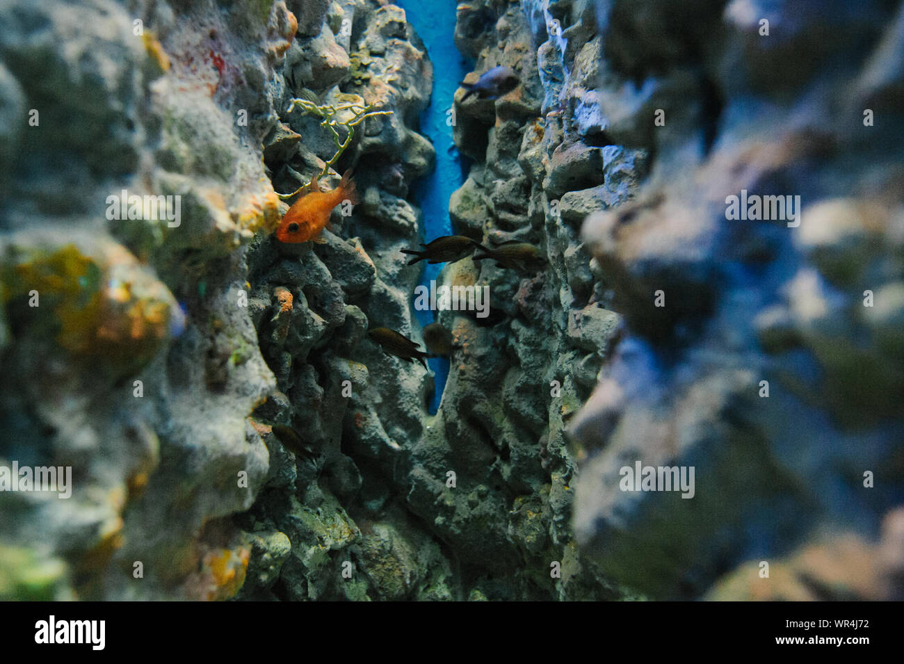 Fish Under Water Among Rock Formations Stock Photo - Alamy