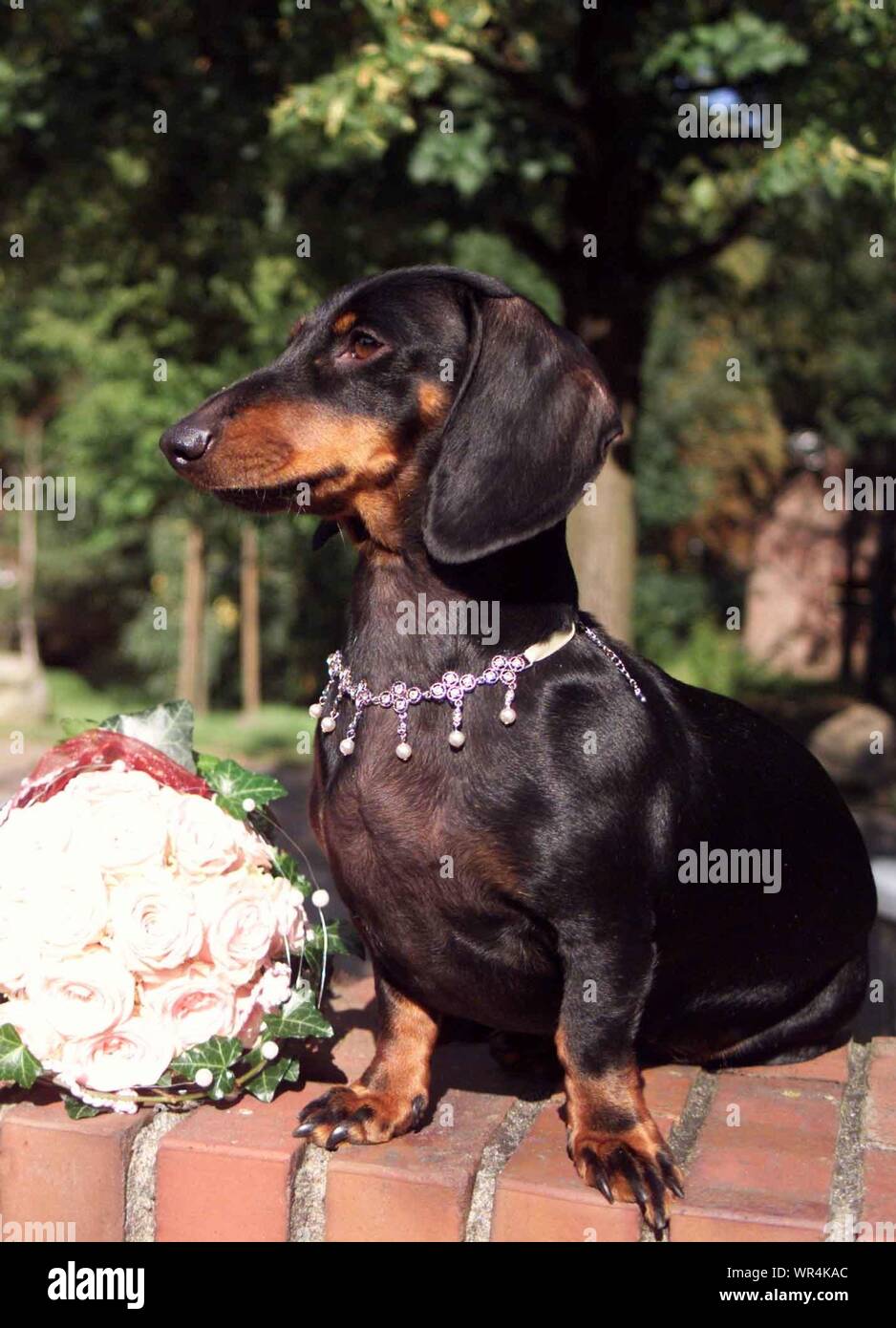 Dog Wearing Necklace While Sitting With Bouquet On Retaining Wall Stock