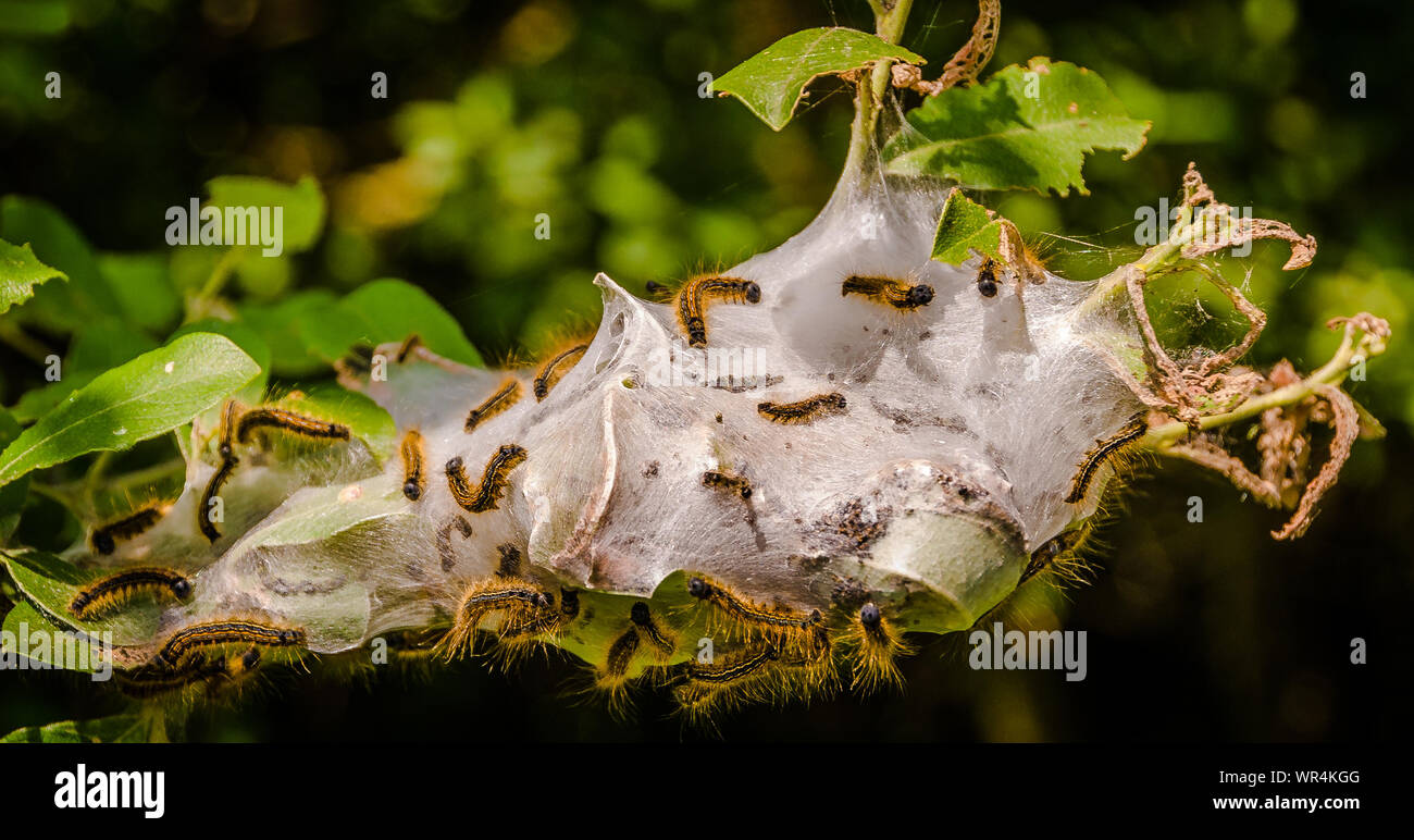 Group Of Spider In Web High Resolution Stock Photography and Images - Alamy