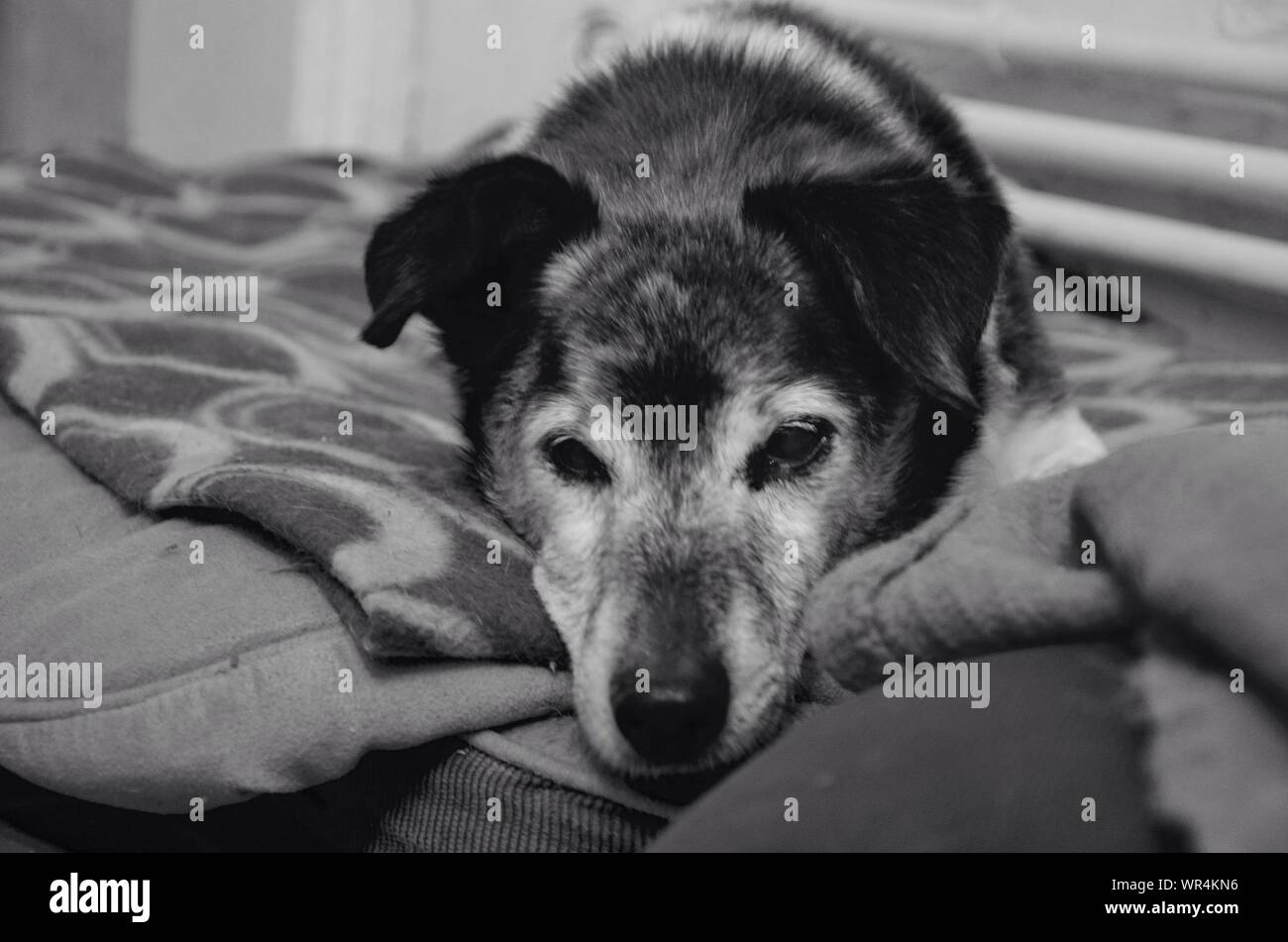 Dog lying blanket hires stock photography and images Alamy