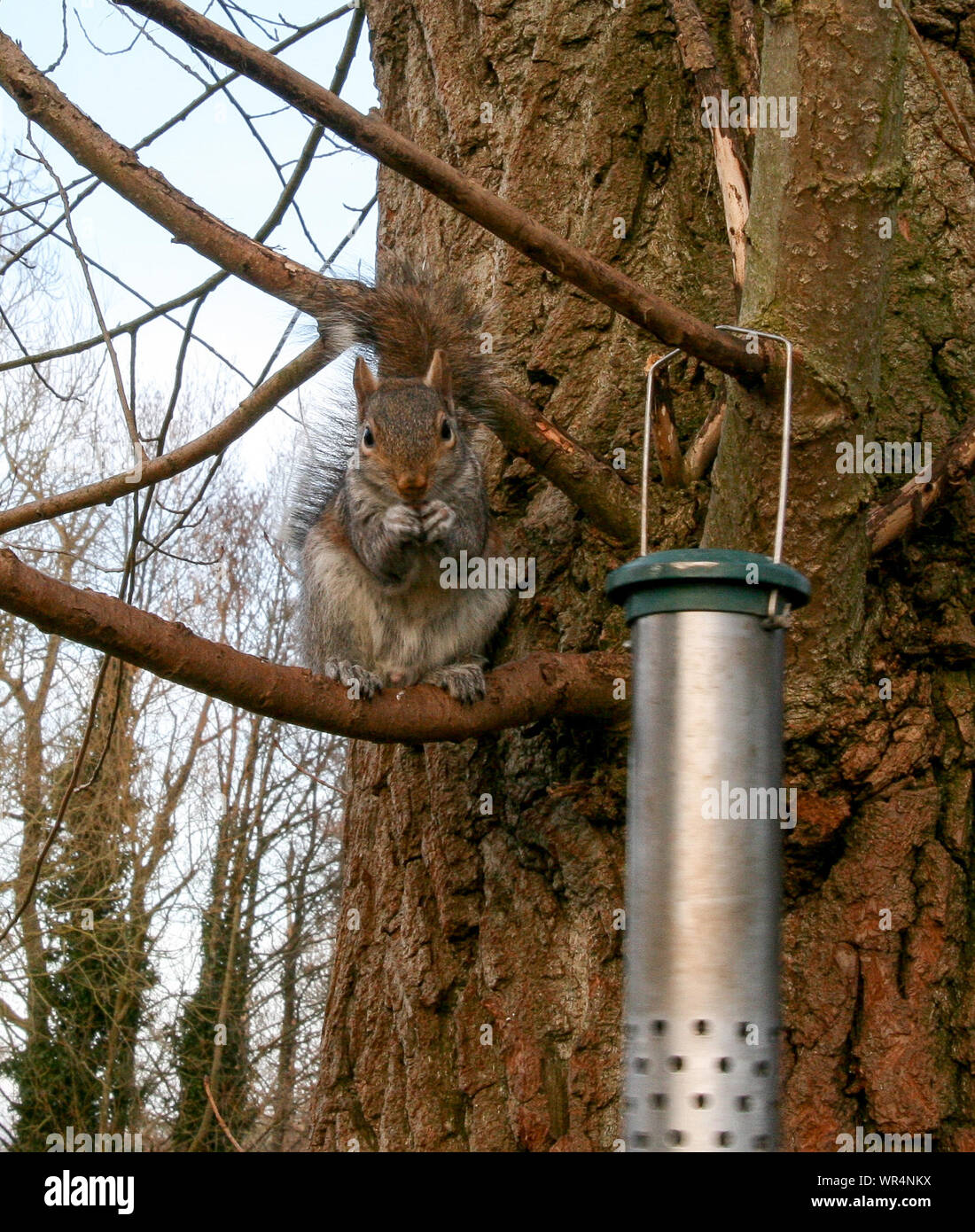 Squirrel Feeder Tree Metal Stock Photos Squirrel Feeder Tree