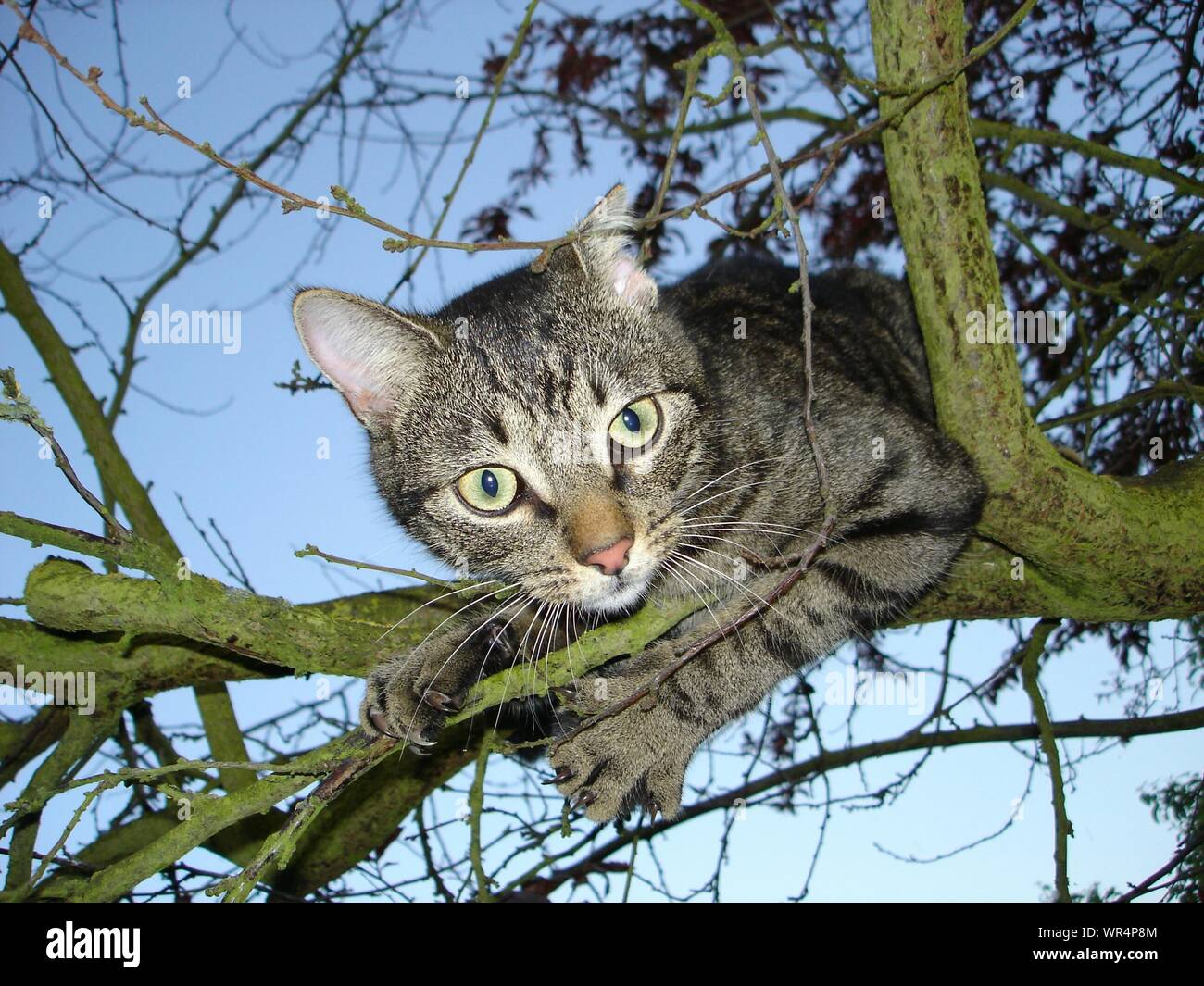 cat on tree branch