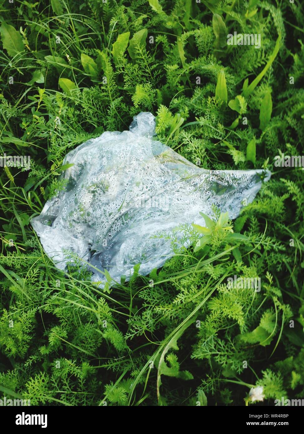 Polythene bag hires stock photography and images Alamy