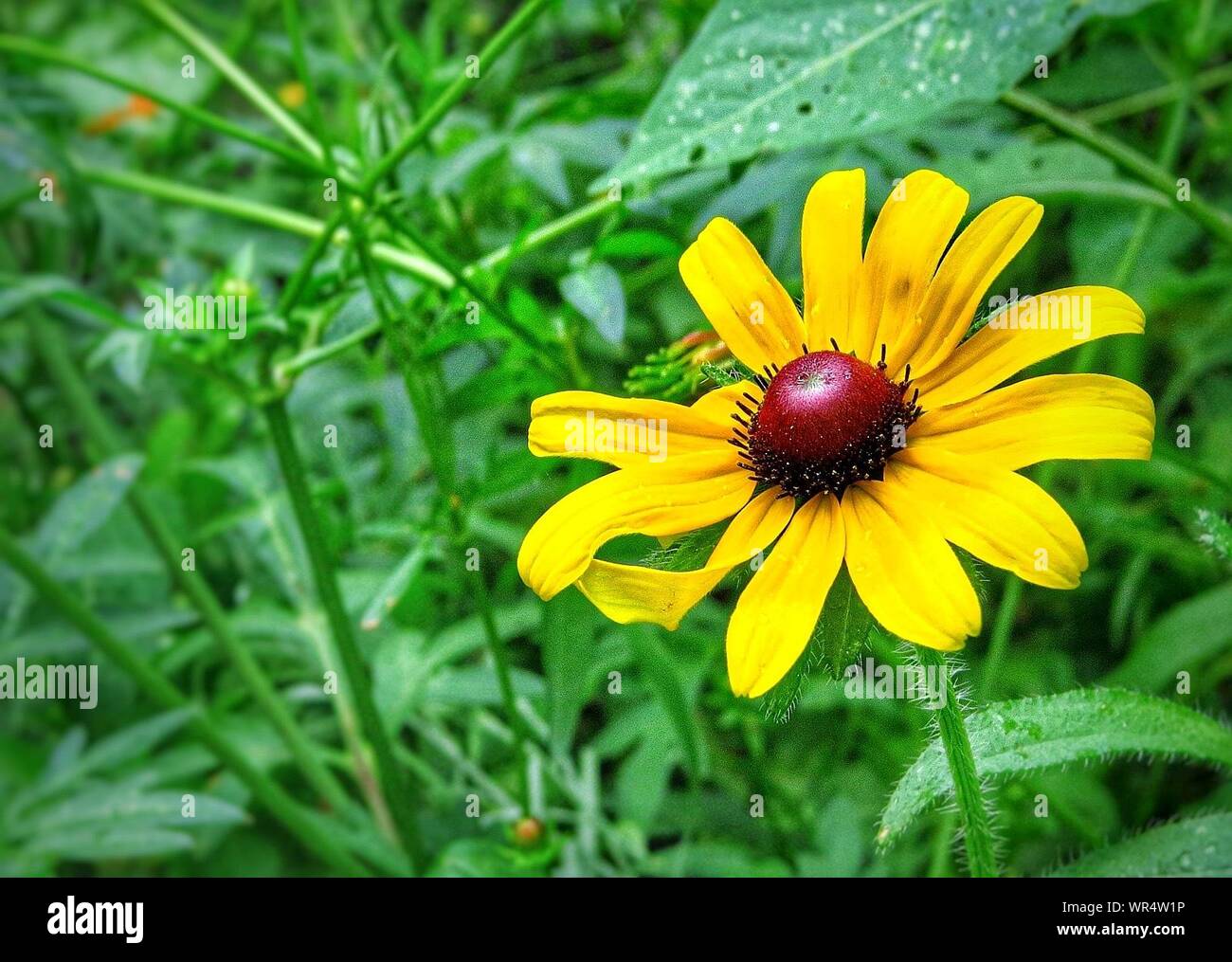 Plants And Yellow Flower Growing In Lawn Stock Photo Alamy