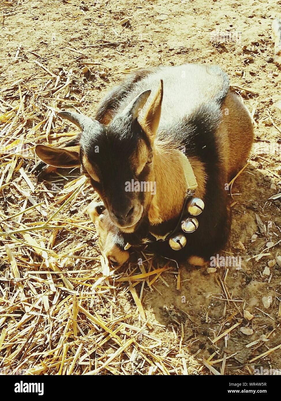 Nanny Goat High Resolution Stock Photography and Images Alamy