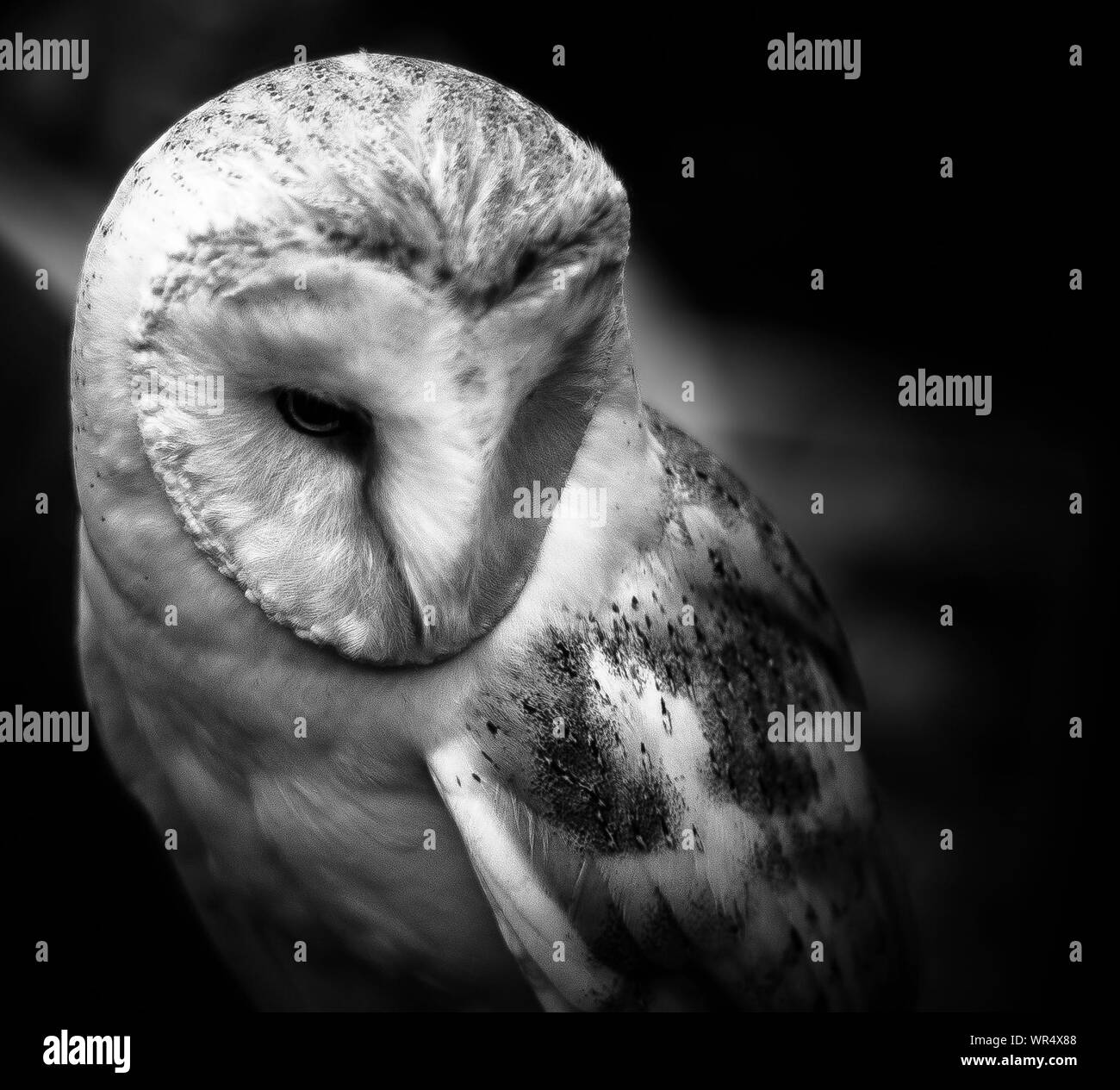 Barn Owl Black And White Stock Photos Images Alamy