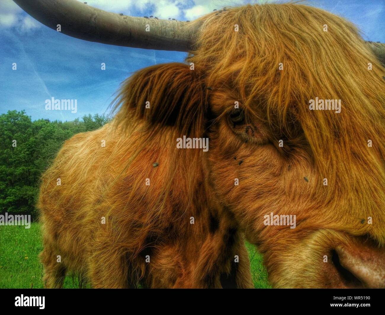 Detail Shot Of Animal Head Stock Photo