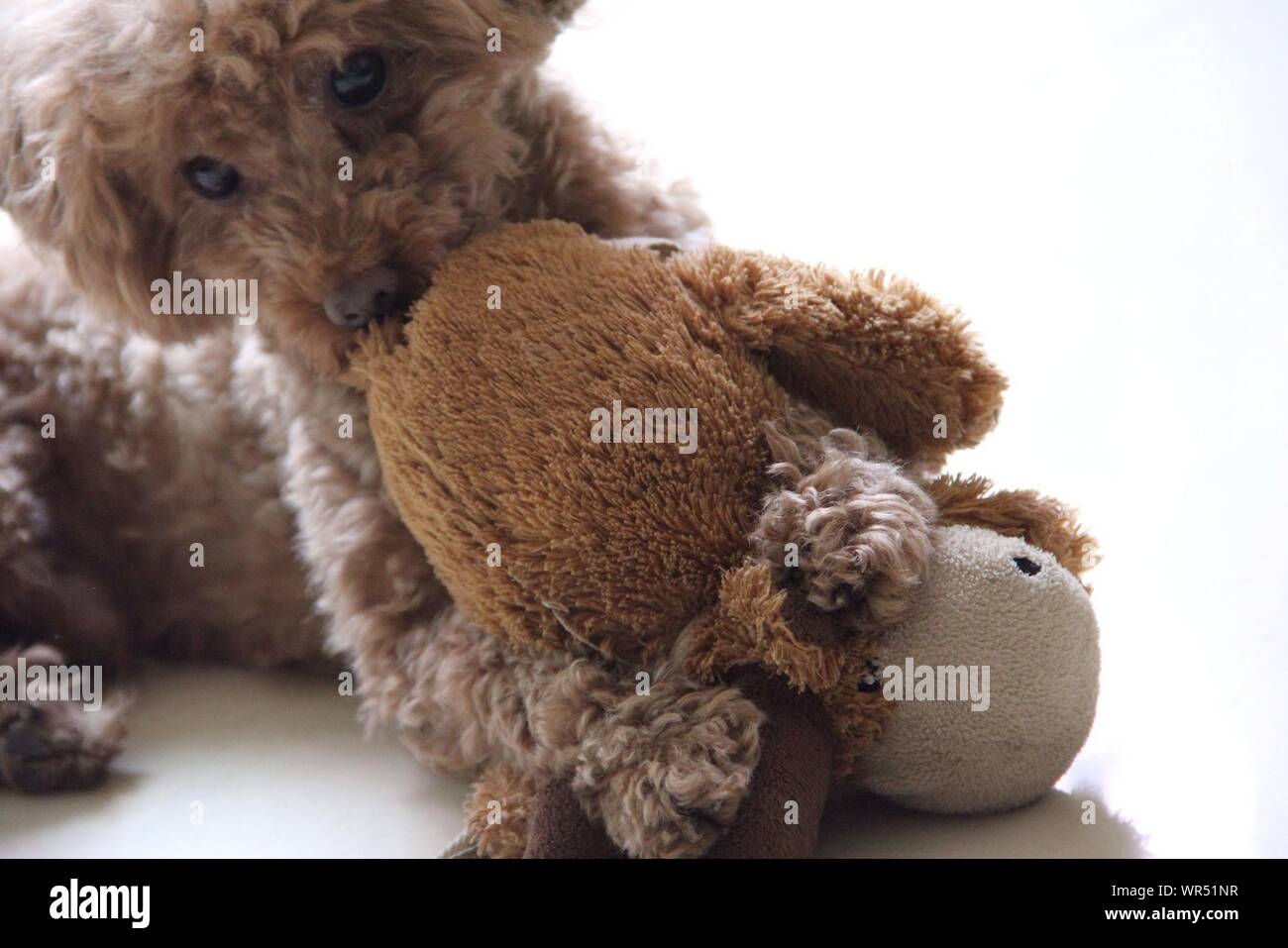 cavapoo soft toy