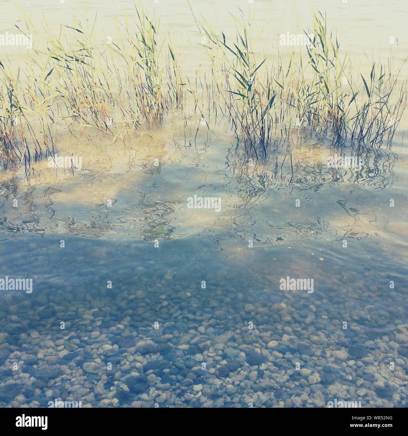 High Angle View Of Reeds In Water With Underwater Rocks Stock Photo Alamy