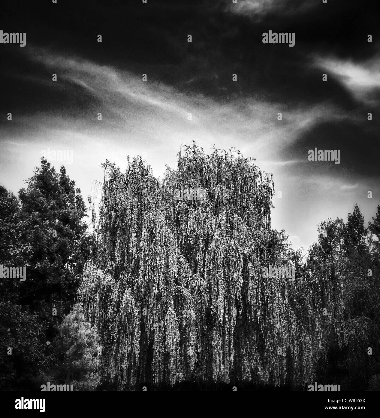 Black Willow Stock Photos & Black Willow Stock Images Alamy