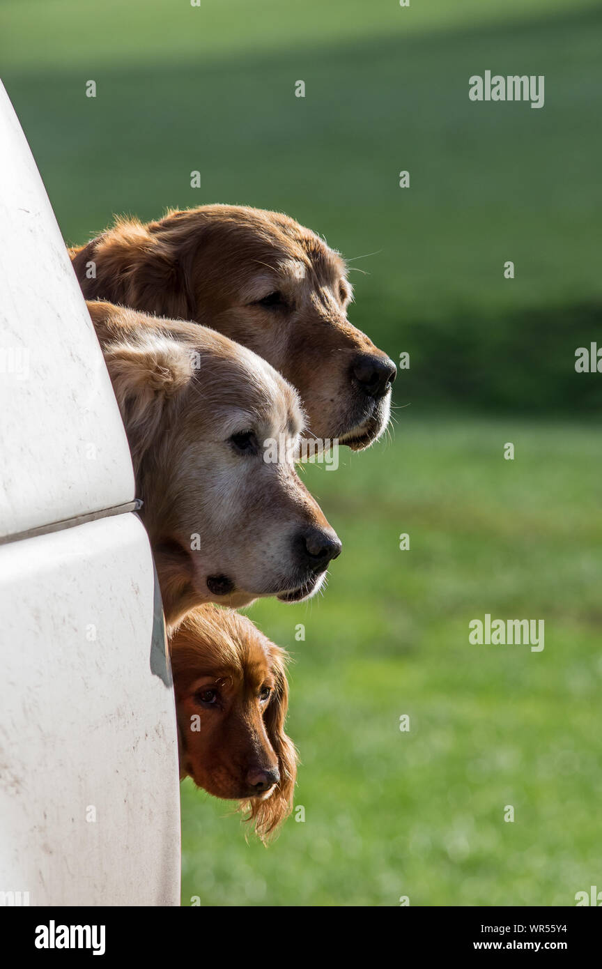 Two golden retrievers and a cocker spaniel peering out of the back of a vehicle with fields behind Stock Photo