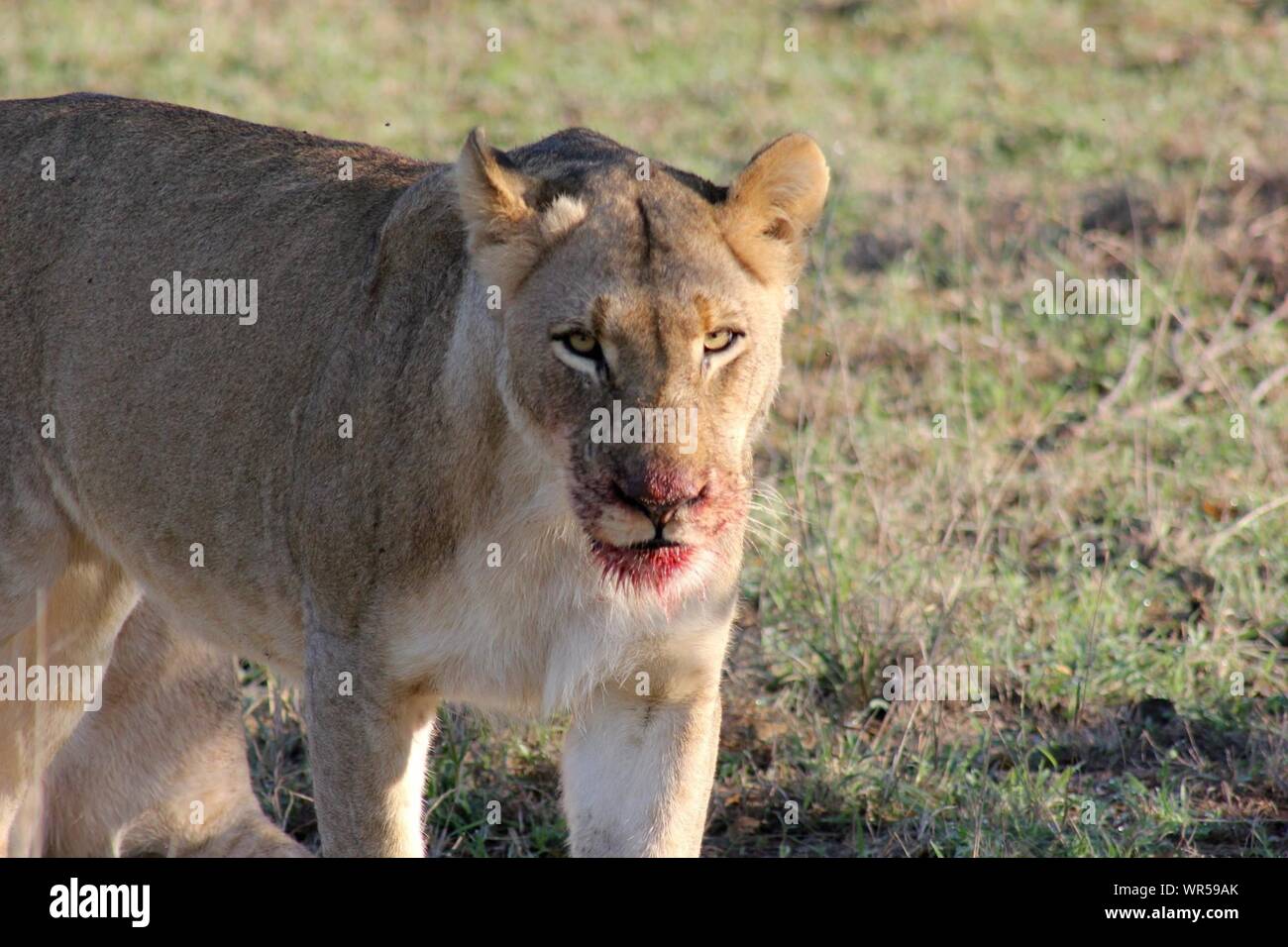 Portrait Of Lioness With Bloodied Mouth On Field Stock Photo