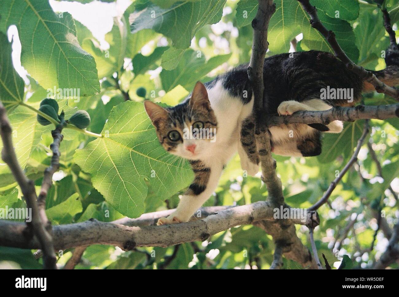 Cat climbing tree hires stock photography and images Alamy